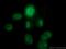 DNA topoisomerase 2-alpha antibody, 66541-1-Ig, Proteintech Group, Immunofluorescence image 