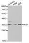 Checkpoint protein HUS1 antibody, LS-C334043, Lifespan Biosciences, Western Blot image 