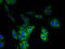 VOPP1 WW Domain Binding Protein antibody, A51737-100, Epigentek, Immunofluorescence image 
