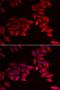 Secreted frizzled-related protein 4 antibody, orb374680, Biorbyt, Immunofluorescence image 