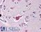 NBS1 antibody, LS-B529, Lifespan Biosciences, Immunohistochemistry frozen image 