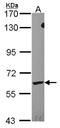 Leukotriene A4 Hydrolase antibody, NBP2-19348, Novus Biologicals, Western Blot image 