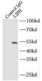 Lipase H antibody, FNab04795, FineTest, Immunoprecipitation image 