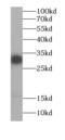 Exosome complex exonuclease RRP4 antibody, FNab02902, FineTest, Western Blot image 
