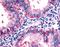 5-Hydroxytryptamine Receptor 2C antibody, NLS1115, Novus Biologicals, Immunohistochemistry frozen image 