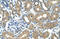 ADH4 antibody, 29-888, ProSci, Immunohistochemistry frozen image 