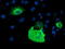 Phosphodiesterase 1B antibody, TA503319, Origene, Immunofluorescence image 