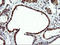 EPM2A-interacting protein 1 antibody, TA501927, Origene, Immunohistochemistry paraffin image 