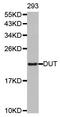 Deoxyuridine 5 -triphosphate nucleotidohydrolase, mitochondrial antibody, MBS126948, MyBioSource, Western Blot image 