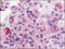 Endothelin B receptor-like protein 2 antibody, AP06936PU-N, Origene, Immunohistochemistry frozen image 