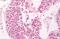 PTGES antibody, MBS240155, MyBioSource, Immunohistochemistry frozen image 