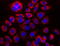 Cytochrome C Oxidase Assembly Homolog COX15 antibody, TA328075, Origene, Immunofluorescence image 