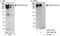 A-Kinase Anchoring Protein 12 antibody, A301-402A, Bethyl Labs, Immunoprecipitation image 