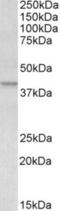 APOL1 antibody, NBP1-06017, Novus Biologicals, Western Blot image 