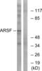 Arylsulfatase F antibody, abx014212, Abbexa, Western Blot image 