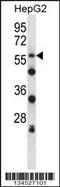 Sialic Acid Binding Ig Like Lectin 8 antibody, 57-823, ProSci, Western Blot image 