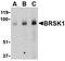 Calbindin 1 antibody, orb5912, Biorbyt, Western Blot image 