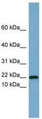 Proline-rich protein 13 antibody, TA344857, Origene, Western Blot image 