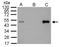 LIM Domain Binding 1 antibody, LS-C185626, Lifespan Biosciences, Immunoprecipitation image 
