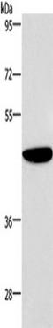 Abl Interactor 1 antibody, TA350619, Origene, Western Blot image 