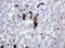 Hemogen antibody, M08422, Boster Biological Technology, Immunohistochemistry paraffin image 