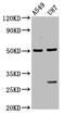 LanC Like 2 antibody, CSB-PA865129LA01HU, Cusabio, Western Blot image 