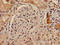 Discs Large MAGUK Scaffold Protein 1 antibody, orb53351, Biorbyt, Immunohistochemistry paraffin image 