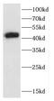 C-C Motif Chemokine Receptor 10 antibody, FNab01389, FineTest, Western Blot image 