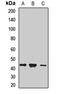 Serpin Family B Member 6 antibody, orb412932, Biorbyt, Western Blot image 