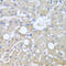 Tubulin Gamma Complex Associated Protein 3 antibody, A10799-1, Boster Biological Technology, Immunohistochemistry paraffin image 