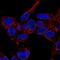 Multivesicular Body Subunit 12B antibody, HPA043683, Atlas Antibodies, Immunocytochemistry image 