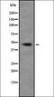 Transcription Factor Like 5 antibody, orb378427, Biorbyt, Western Blot image 