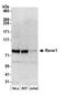 Ribonucleoprotein, PTB Binding 1 antibody, A303-939A, Bethyl Labs, Western Blot image 