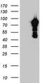 Beaded Filament Structural Protein 1 antibody, TA804042, Origene, Western Blot image 
