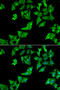 N(4)-(beta-N-acetylglucosaminyl)-L-asparaginase antibody, 15-281, ProSci, Immunofluorescence image 