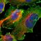 Cadherin-4 antibody, HPA015613, Atlas Antibodies, Immunofluorescence image 