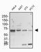 Heat Shock Protein Family A (Hsp70) Member 5 antibody, NBP1-06274, Novus Biologicals, Western Blot image 