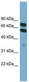Kelch Like Family Member 9 antibody, TA344835, Origene, Western Blot image 