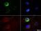 STRO1 antibody, NBP1-48356, Novus Biologicals, Immunocytochemistry image 