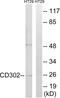 CD302 antigen antibody, abx013932, Abbexa, Western Blot image 
