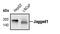Jagged Canonical Notch Ligand 1 antibody, MA5-15012, Invitrogen Antibodies, Western Blot image 