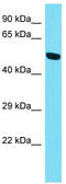 Serine Protease 56 antibody, TA335882, Origene, Western Blot image 