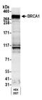 BRCA1 DNA Repair Associated antibody, A300-000A, Bethyl Labs, Western Blot image 