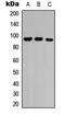 Neuropilin 2 antibody, abx121650, Abbexa, Western Blot image 