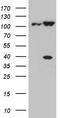 Chromosome Segregation 1 Like antibody, TA812196, Origene, Western Blot image 