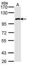 RAD54 Homolog B antibody, GTX113950, GeneTex, Western Blot image 