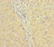 Intraflagellar Transport 46 antibody, LS-C678289, Lifespan Biosciences, Immunohistochemistry paraffin image 
