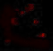 X-Box Binding Protein 1 antibody, PM-4937, ProSci Inc, Immunofluorescence image 