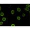 Spectrin Repeat Containing Nuclear Envelope Family Member 3 antibody, MBS375081, MyBioSource, Immunofluorescence image 