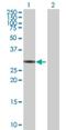 Zinc Finger Protein 483 antibody, H00158399-B01P, Novus Biologicals, Western Blot image 